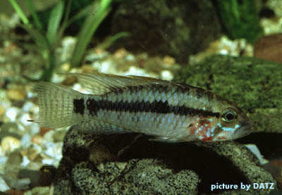 Apistogramma personata